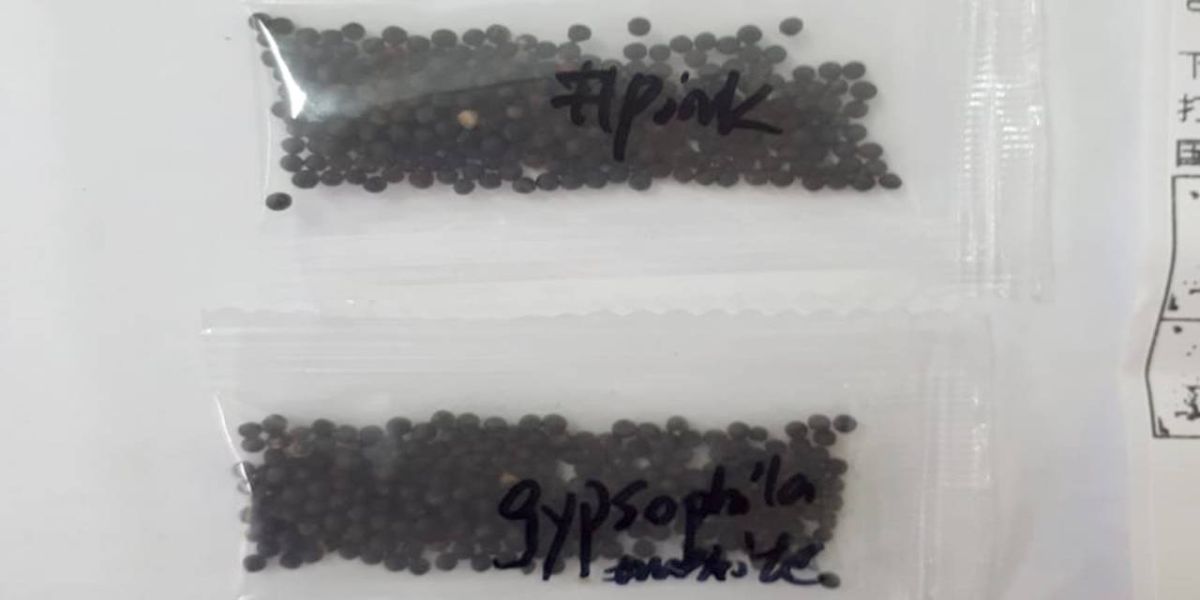 Adapar alerta sobre recebimento de sementes não encomendadas