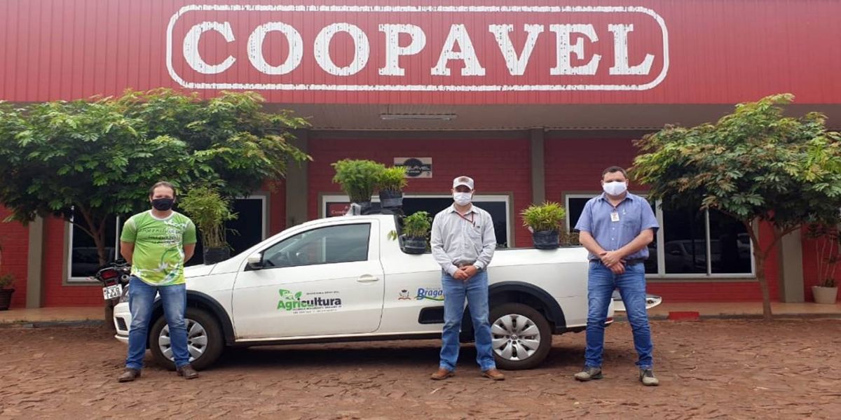 Coopavel distribui mudas nativas para alunos e a produtores rurais