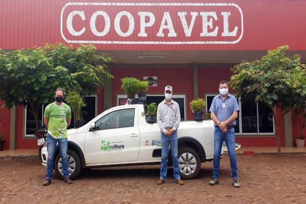 Coopavel distribui mudas nativas para alunos e a produtores rurais