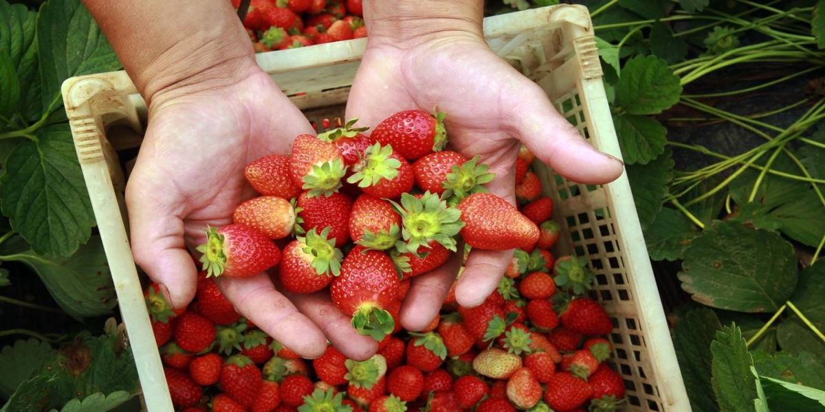 Estado quer ampliar crédito para cooperativas da agricultura familiar