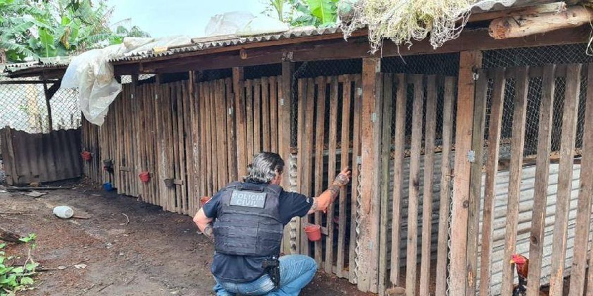 11 suspeitos de organizar rinhas de galo no Paraná, Santa Catarina e São Paulo são presos