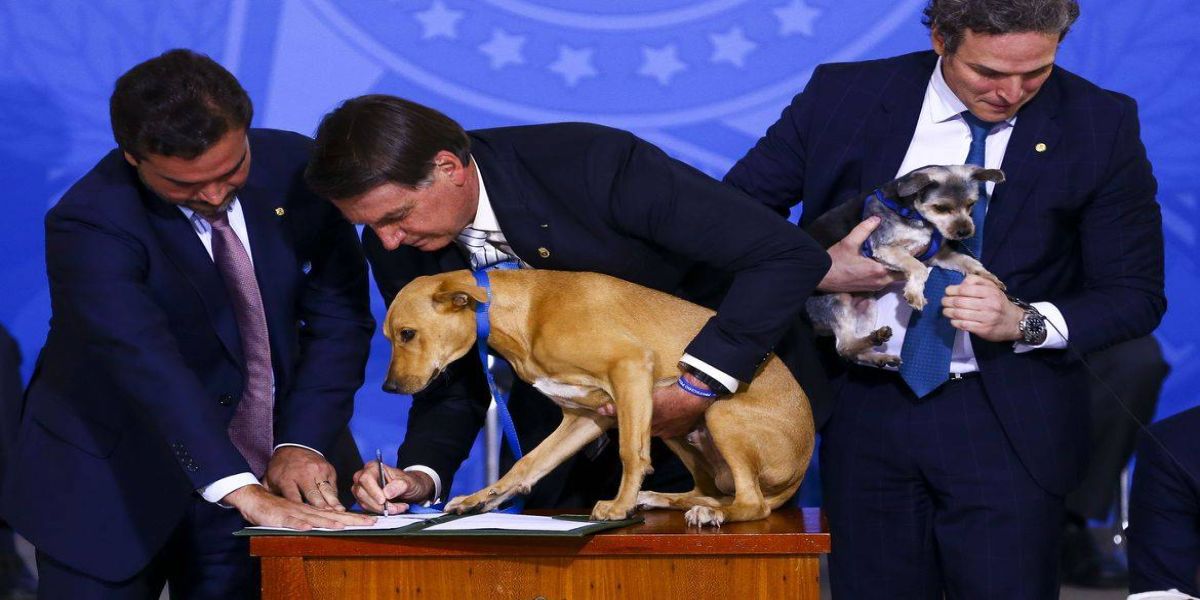 Política: Lei aumenta pena para maus-tratos a cães e gatos