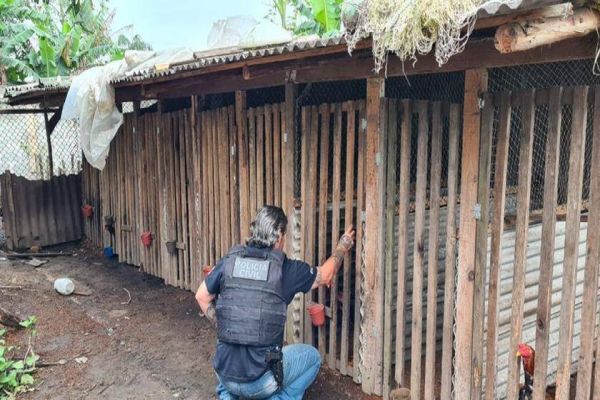 11 suspeitos de organizar rinhas de galo no Paraná, Santa Catarina e São Paulo são presos