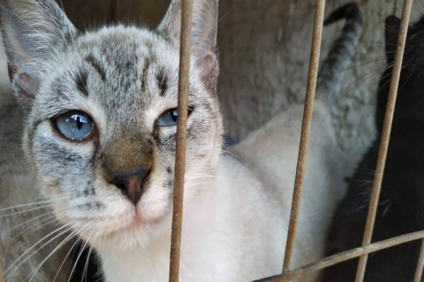 Em dois meses, 5.300 cães e gatos são esterilizados no Paraná