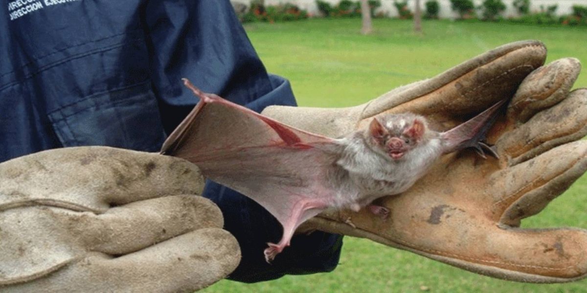 Secretaria de Saúde de Cascavel realiza o monitoramento do vírus da raiva em morcegos