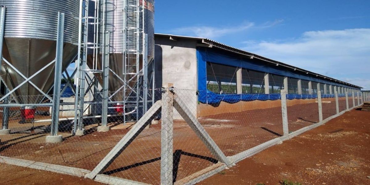 Com demanda em alta, Coopavel amplia integração na área de suínos