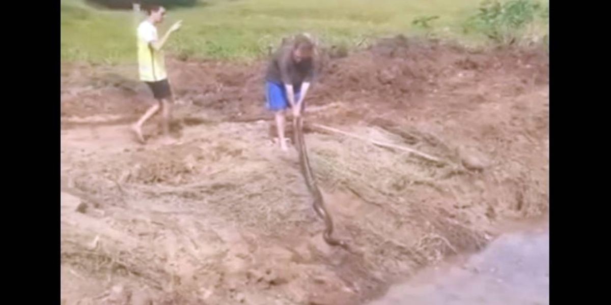 Trabalhadores encontram sucuri de 3 metros em açude no distrito de Porto Mendes