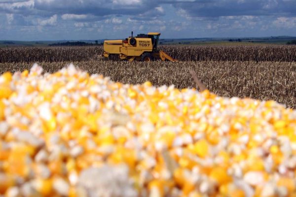Milho chega ao fim do ano como principal aposta do produtor paranaense, aponta Deral