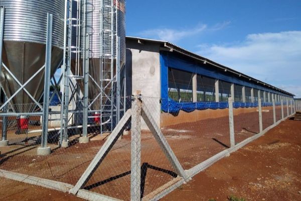 Com demanda em alta, Coopavel amplia integração na área de suínos