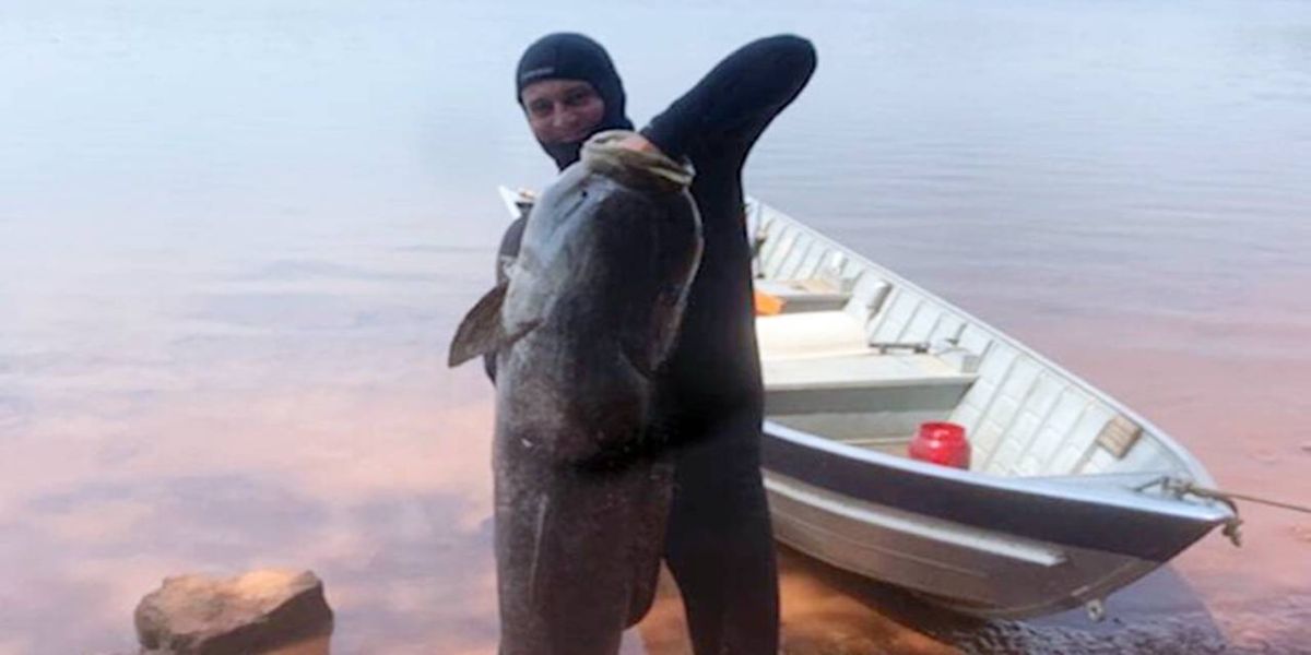 Pescador captura carpa cabeçuda de 70 quilos em Boa Vista da Aparecida
