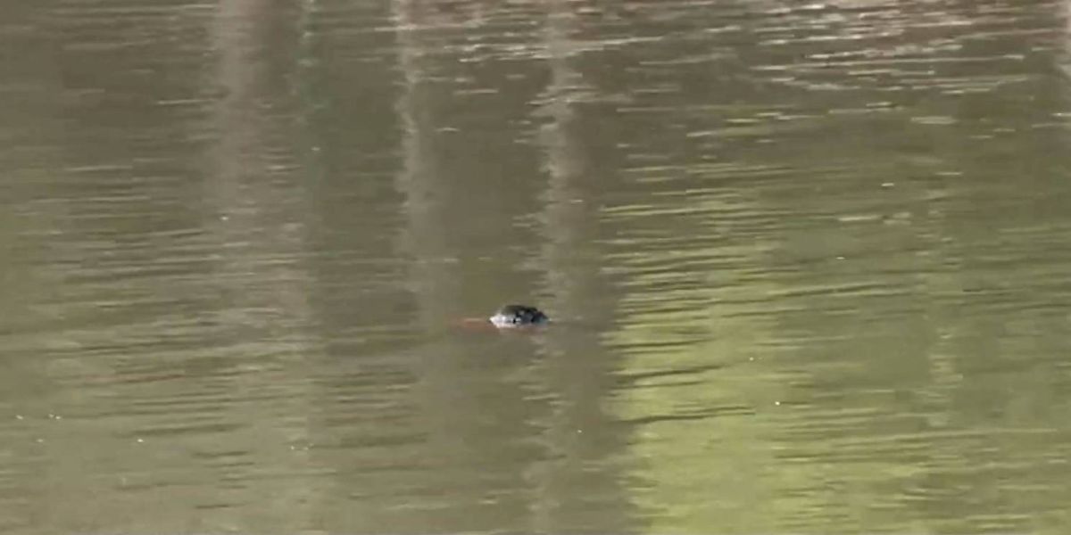 Corpo é encontrado boiando no Lago Municipal de Cascavel