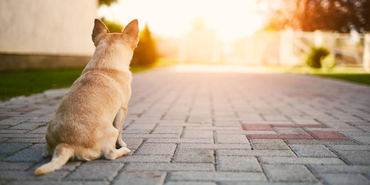 Presença de animais de estimação não pode ser proibida por condomínios