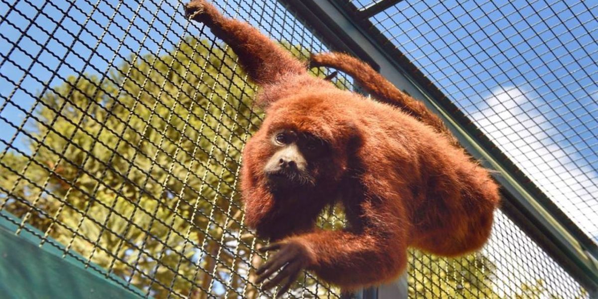 Estado intensifica ações para proteção da fauna silvestre