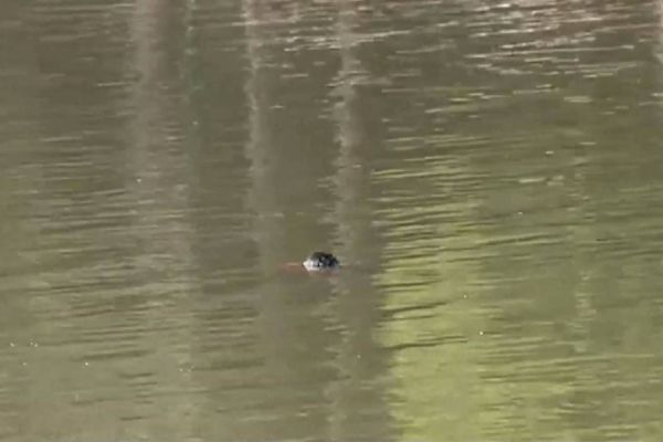 Corpo é encontrado boiando no Lago Municipal de Cascavel