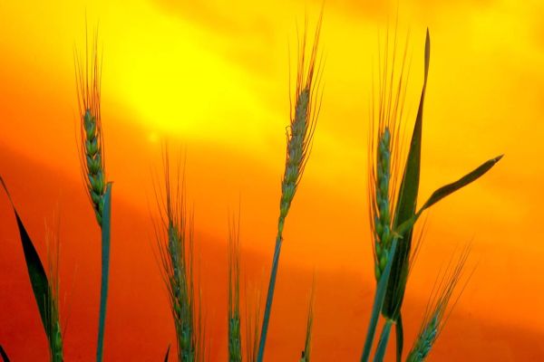 Relatório mostra que chuvas ainda são insuficientes para a agricultura