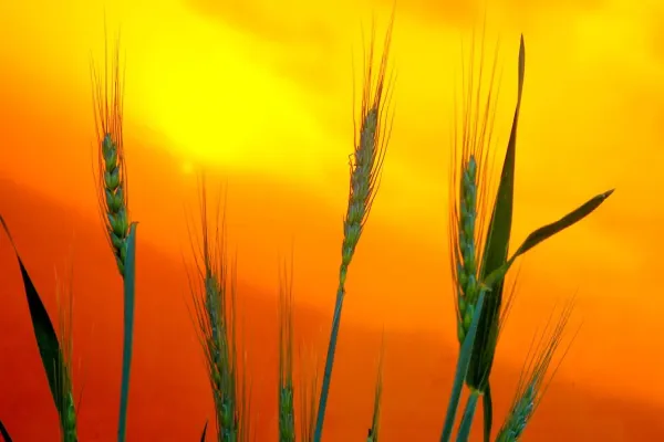 Foto relacionada a notícia: Relatório mostra que chuvas ainda são insuficientes para a agricultura