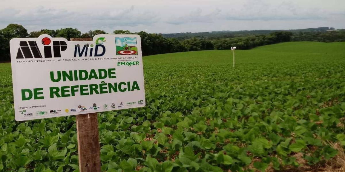 Iapar-Emater: Alerta Ferrugem da soja inicia nesta quinta-feira