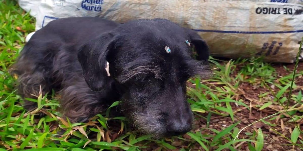 Cãozinho abandonado está a procura de seus tutores!