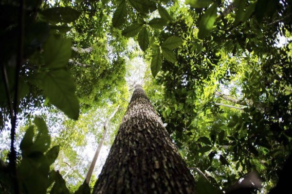 Florestas plantadas no Brasil alcançam 10 milhões de hectares em 2019