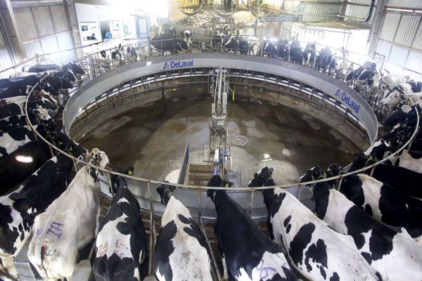 Levantamento da Agricultura mostra cenário do mercado do leite e derivados
