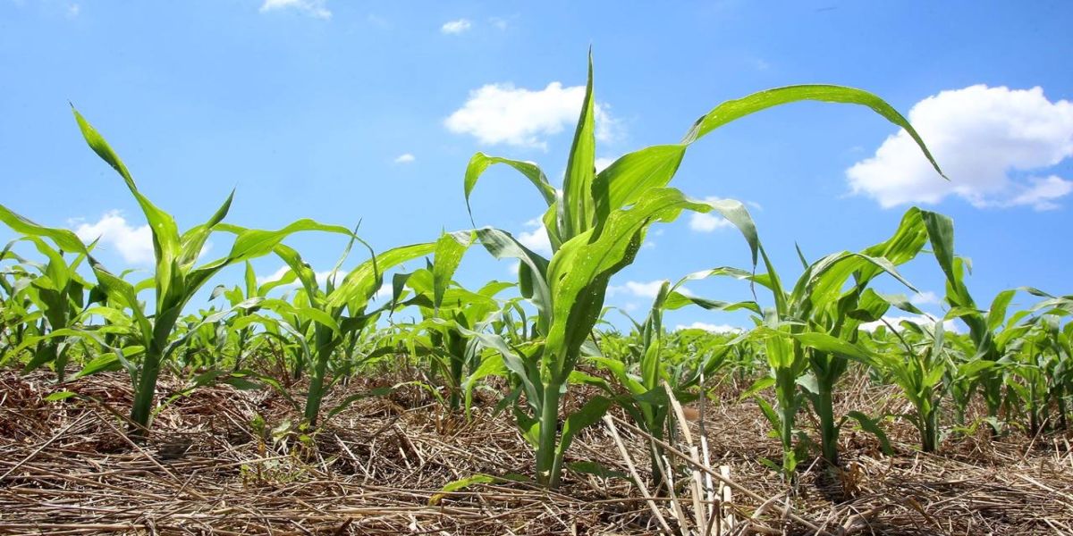 Toledo recebe investimento para implantação de Usina de Etanol de Milho