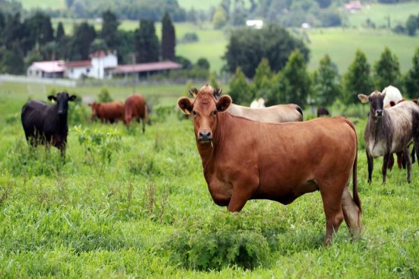 Adapar alerta produtores sobre prazos para a atualização de rebanhos