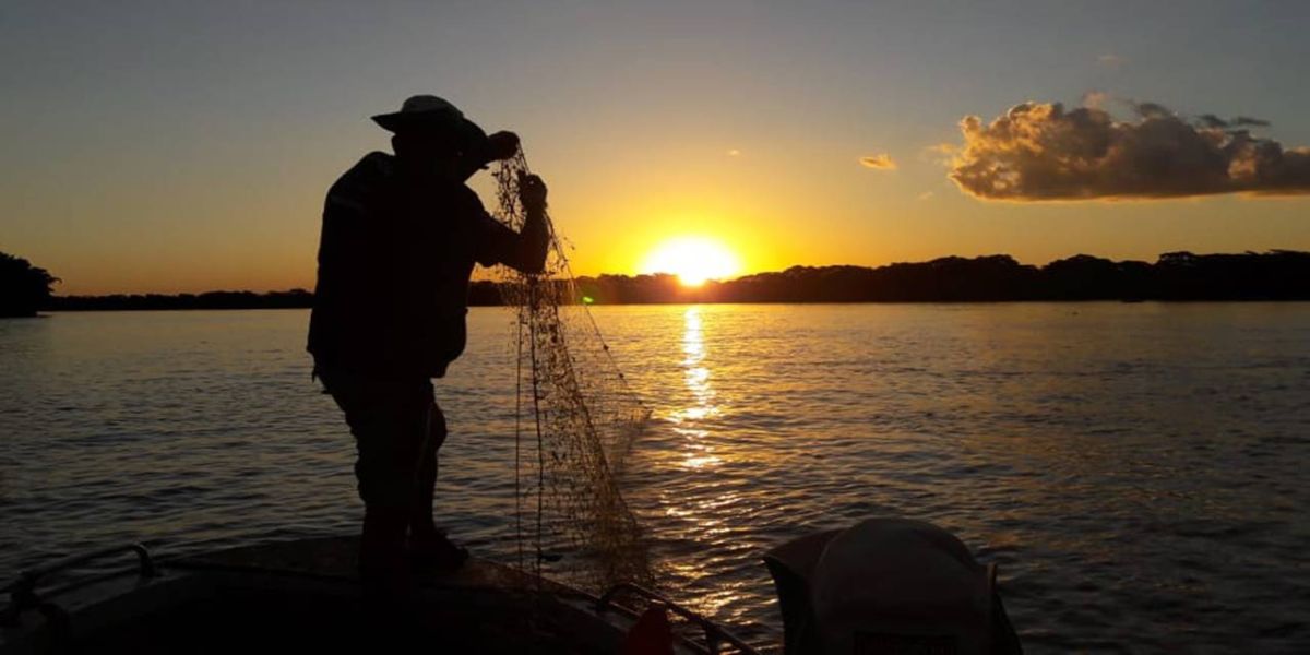 Paraná desonera ICMS de insumo para produção de peixes e semente colorífica de urucum
