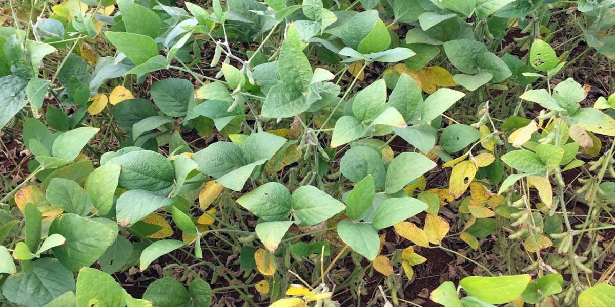 Projetos usam inteligência artificial contra a ferrugem asiática