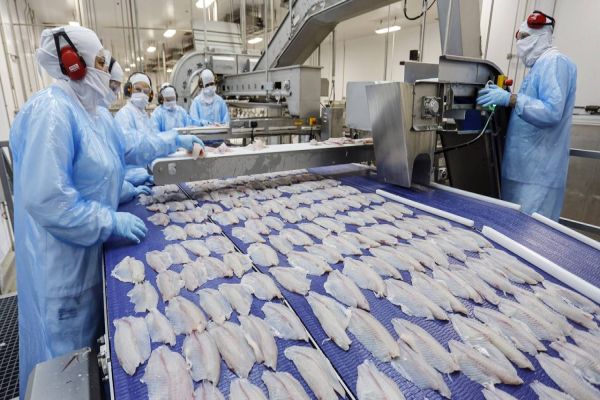 Quaresma de 2026 terá tilápia mais barata para os paranaenses, aponta Deral