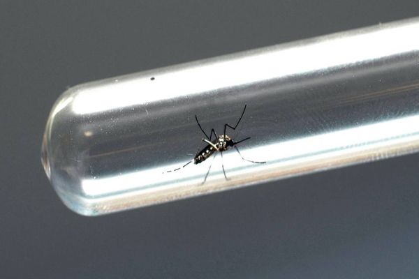 Ações de enfrentamento da dengue são intensificadas