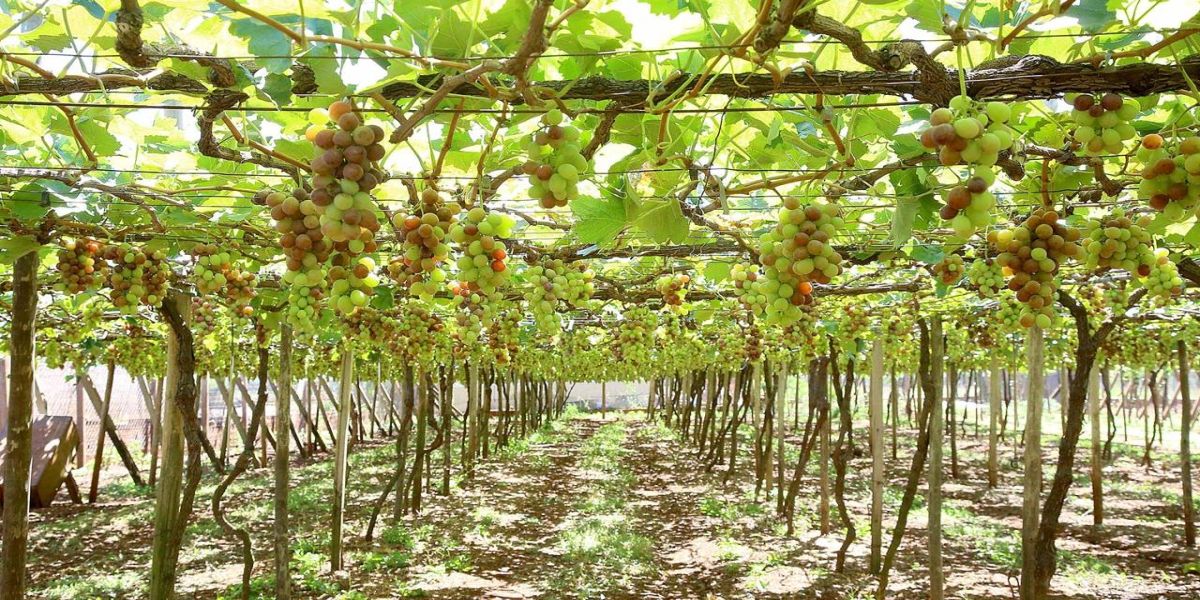Programa fortalece a produção de uvas e derivados no Paraná