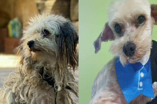 Curso prepara servidores para atendimento de maus-tratos a cães e gatos