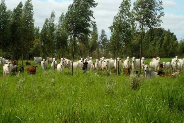 Integração pecuária e cultivo florestal aumenta produtividade