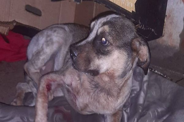 Populares pedem ajuda para tratamento do Mancha