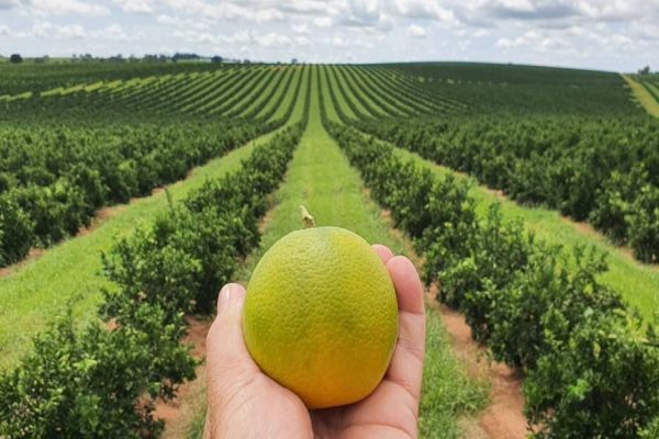 Integração consolida citricultura do Paraná entre as maiores do País