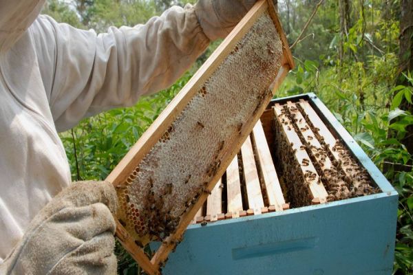 Paraná detém 14,6% da produção nacional de mel e se torna líder do setor no País