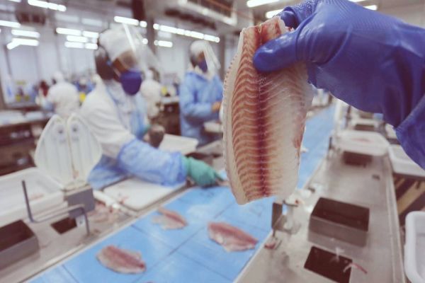 Produção de tilápia transforma vidas no Oeste do Paraná