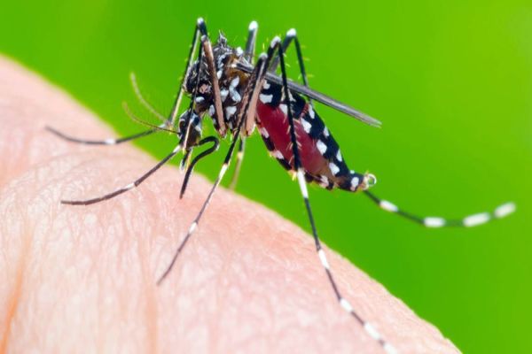 Paraná tem 106 casos de dengue e o primeiro caso de Zíka Vírus