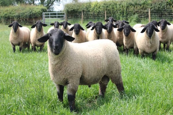 Nove raças de ovelha serão novidade na área pecuária