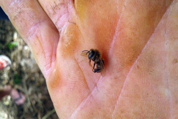 Agrotóxico dizima abelhas de 40 caixas em Turvo
