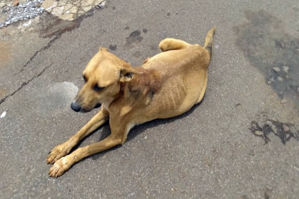 Ajude a Caramelo: Cachorrinha precisa de tratamento de pancreatite
