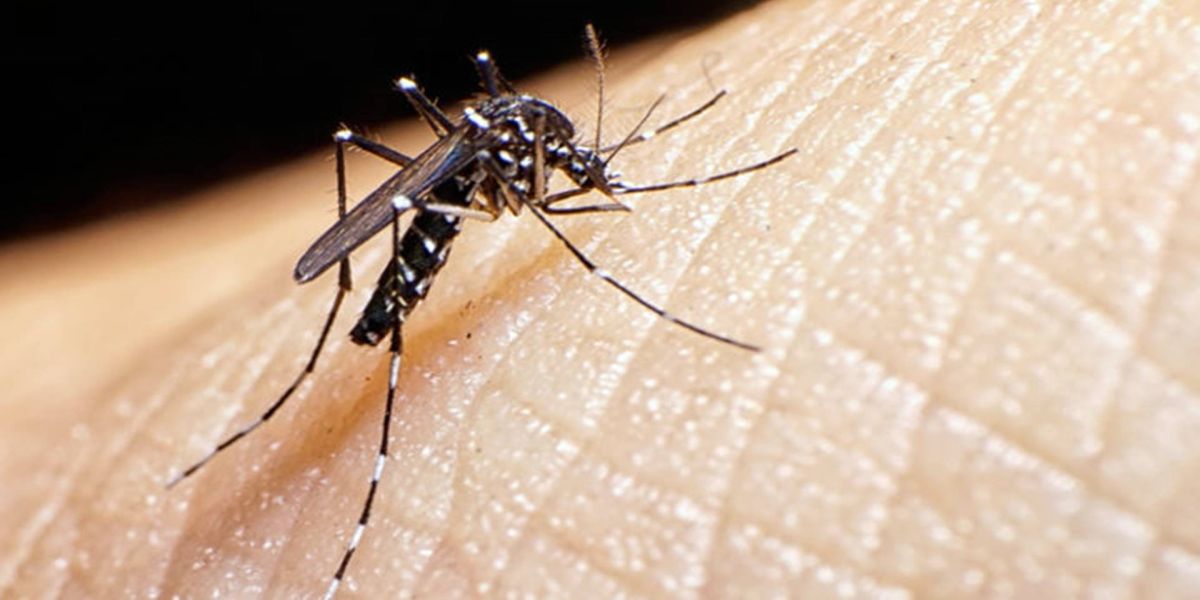 Dengue não dá trégua e chega a 60 casos em quatro meses