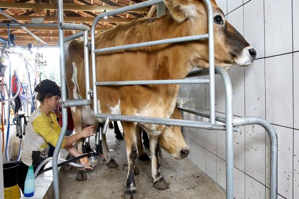 Preço do leite e derivados em queda é analisado em Boletim Agropecuário