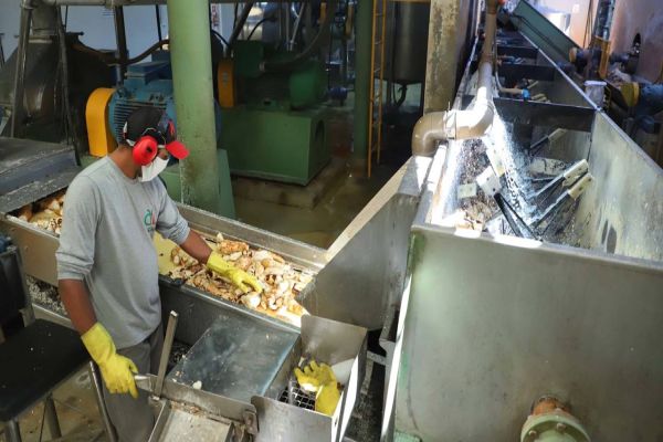 Indústria paranaense produz 70% da fécula de mandioca do País