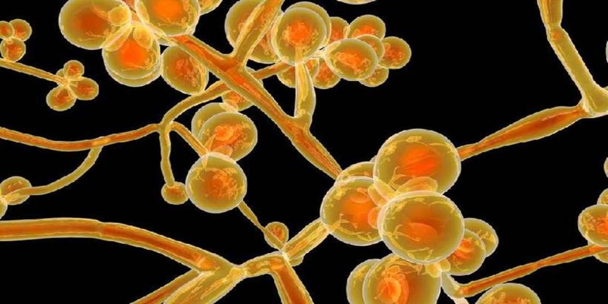Brasil emite alerta sobre 1º caso de 'superfungo'; fatal e resistente