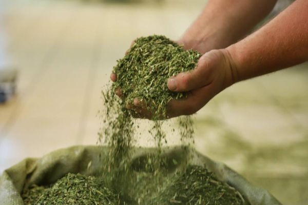 Erva-mate é a estrela de evento temático no Sul do Paraná