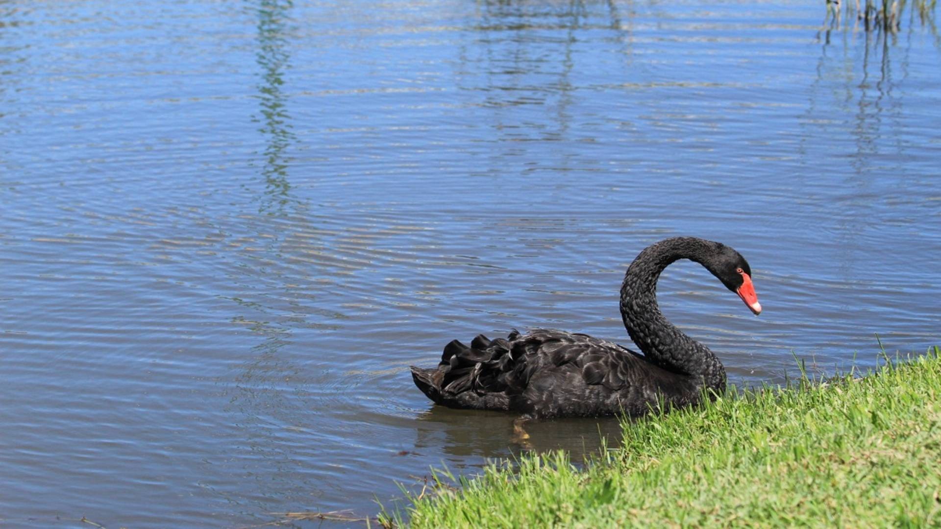 Soltura irregular faz aumentar a população de aves aquáticas no lago do Ecopark Oeste