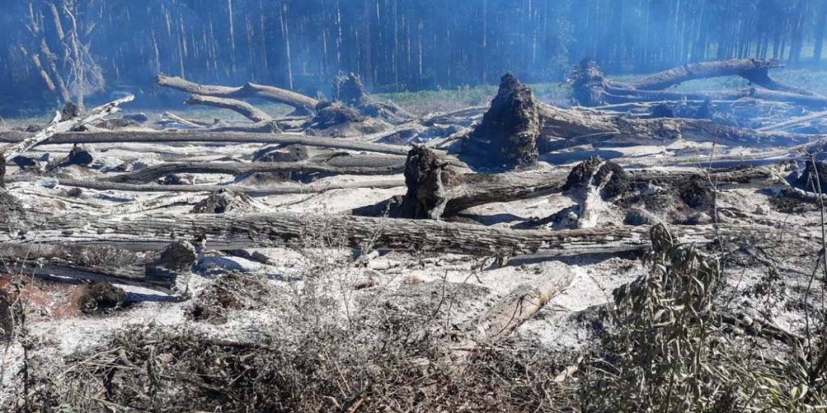 Operações contra o desmatamento geram R$ 5,2 milhões em multas