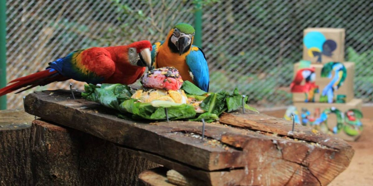 Zoo completa 42 anos e animais ganham bolo de carne