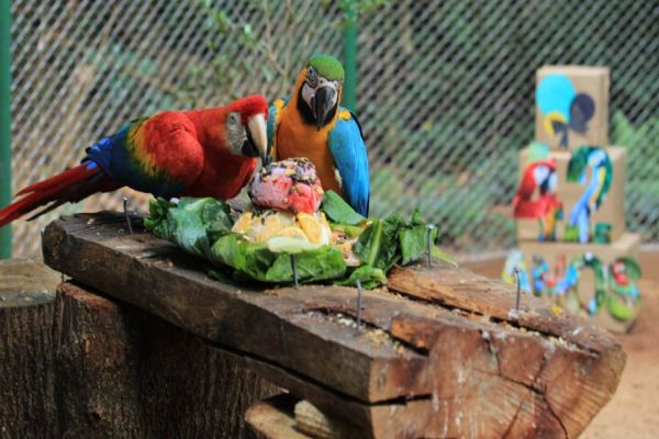 Zoo completa 42 anos e animais ganham bolo de carne